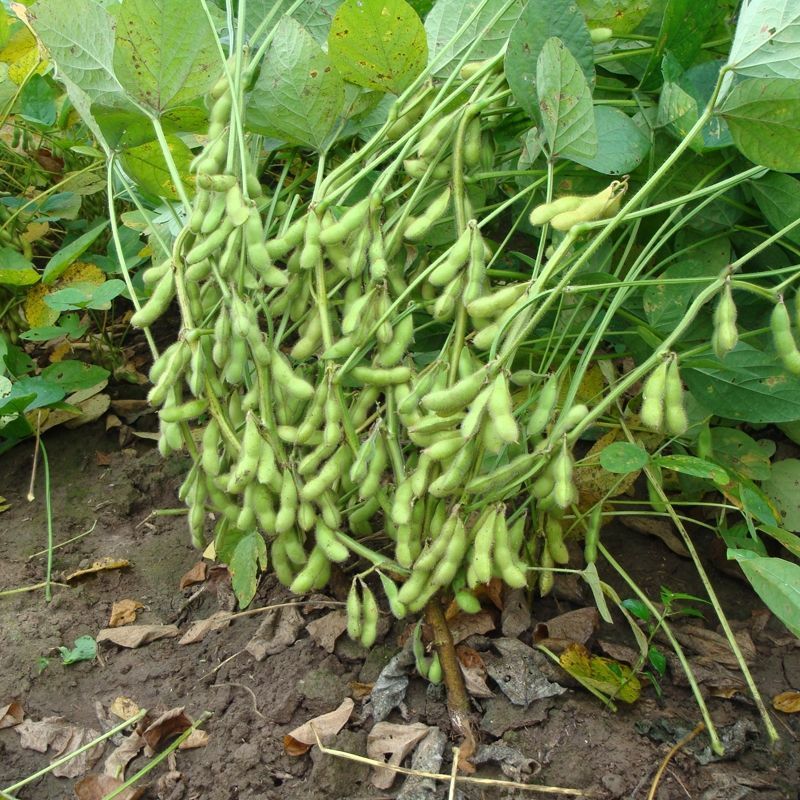 【精品】鲜毛豆大量精品毛豆大型市场货批发产地直销翠