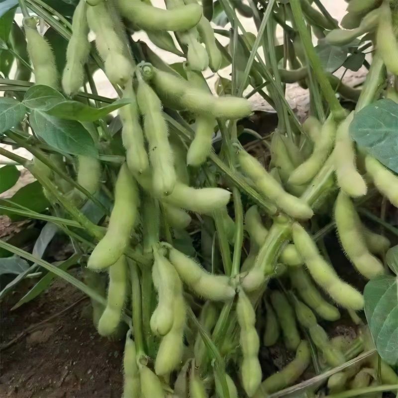 【精品】鲜毛豆大量精品毛豆大型市场货批发产地直销翠