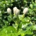 广西横县茉莉鲜花，当天现摘现发