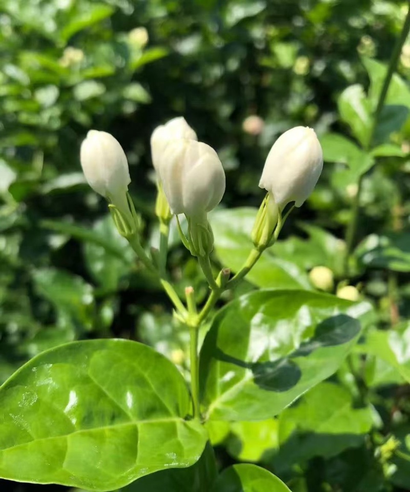 广西横县茉莉鲜花，当天现摘现发