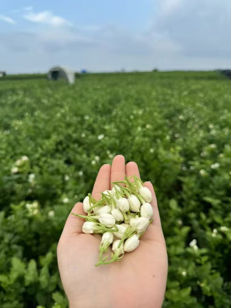 广西横县茉莉鲜花，当天现摘现发