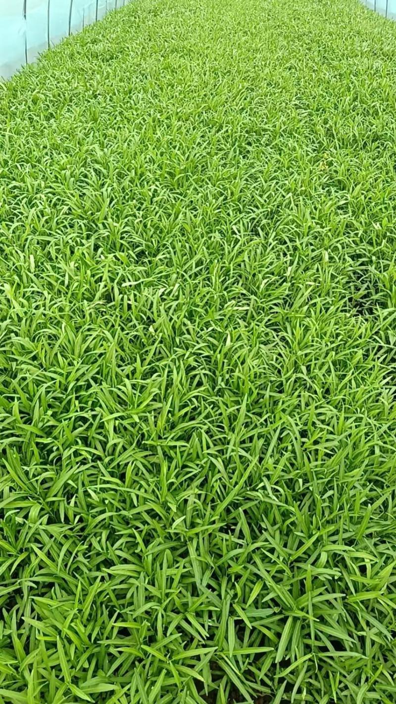 本地新鲜空心菜