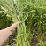 本地新鲜空心菜