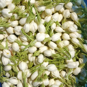 广西横县茉莉鲜花，当天现摘现发