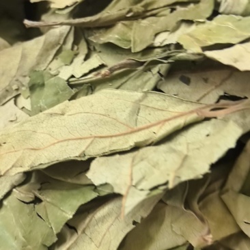 柿子叶