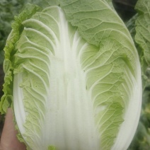 云南高山黄心大白菜