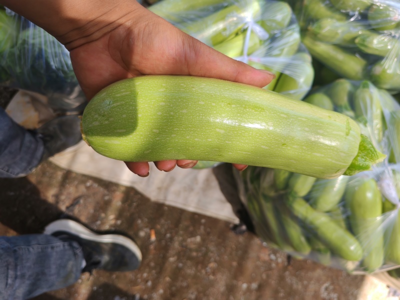 精品小西葫芦