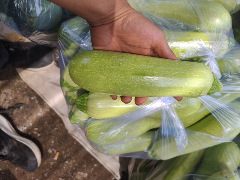 精品小西葫芦
