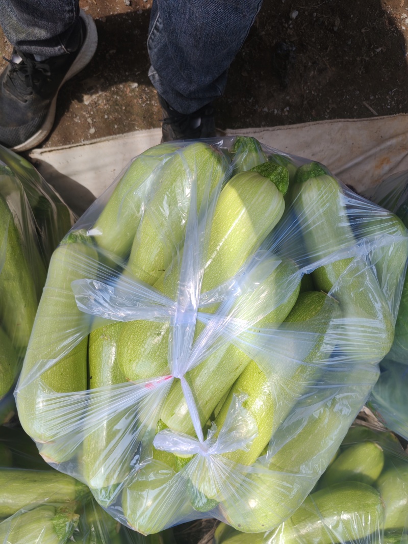 精品小西葫芦