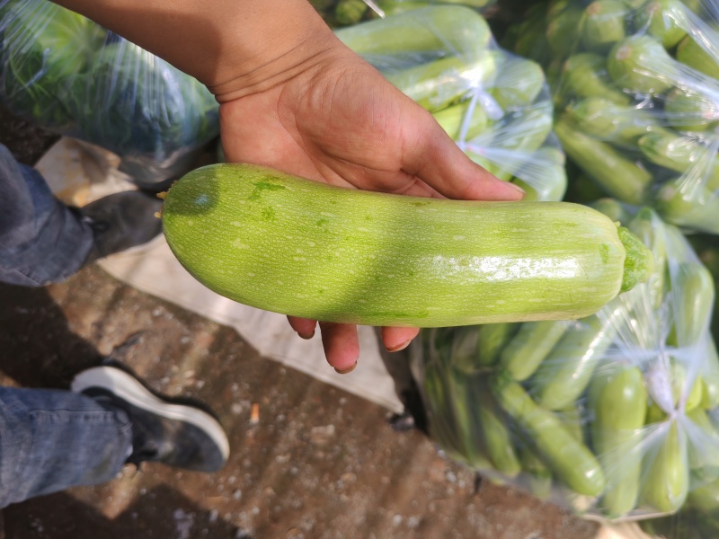 精品小西葫芦
