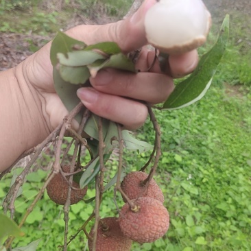 荔枝