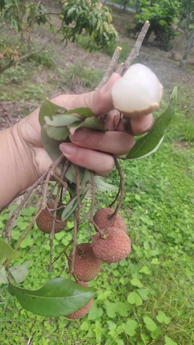荔枝