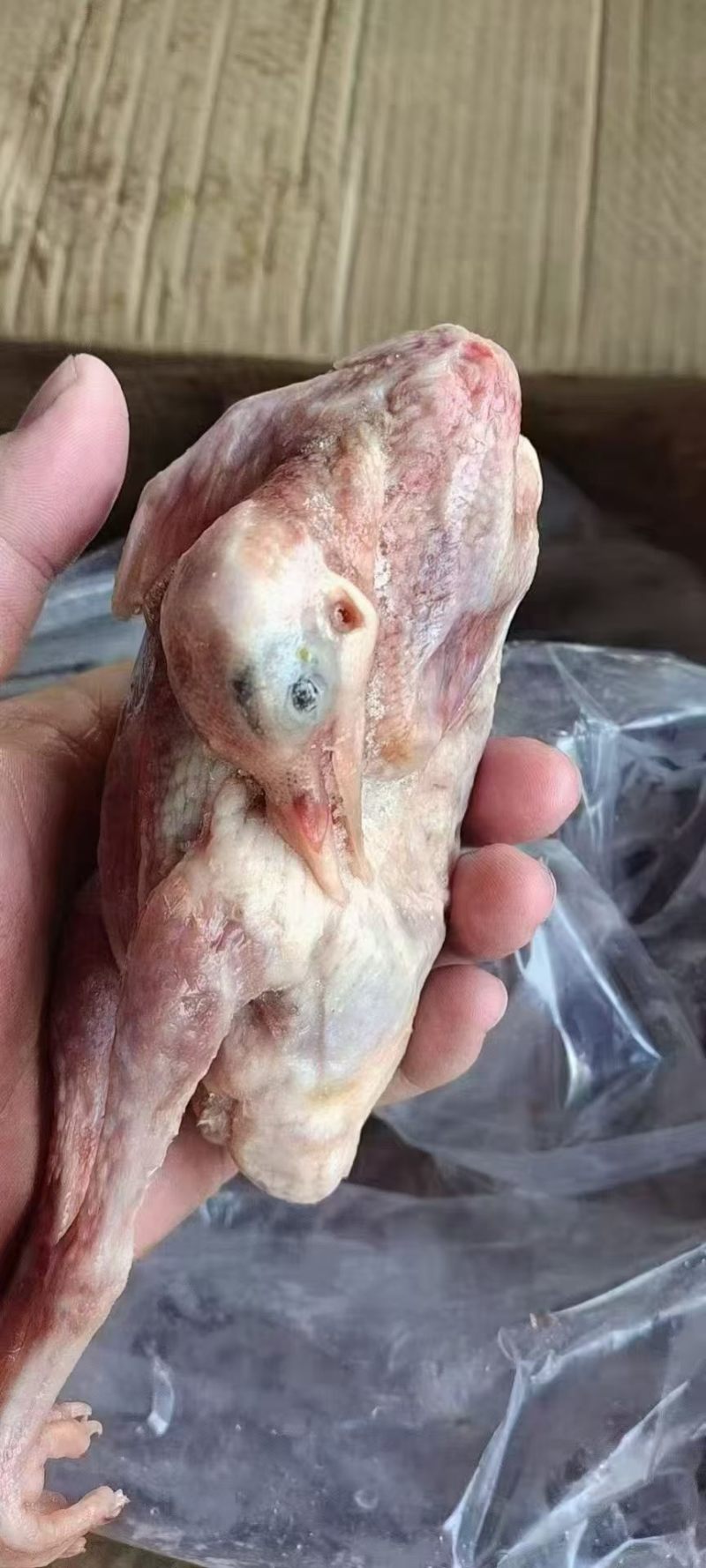 乳鸽