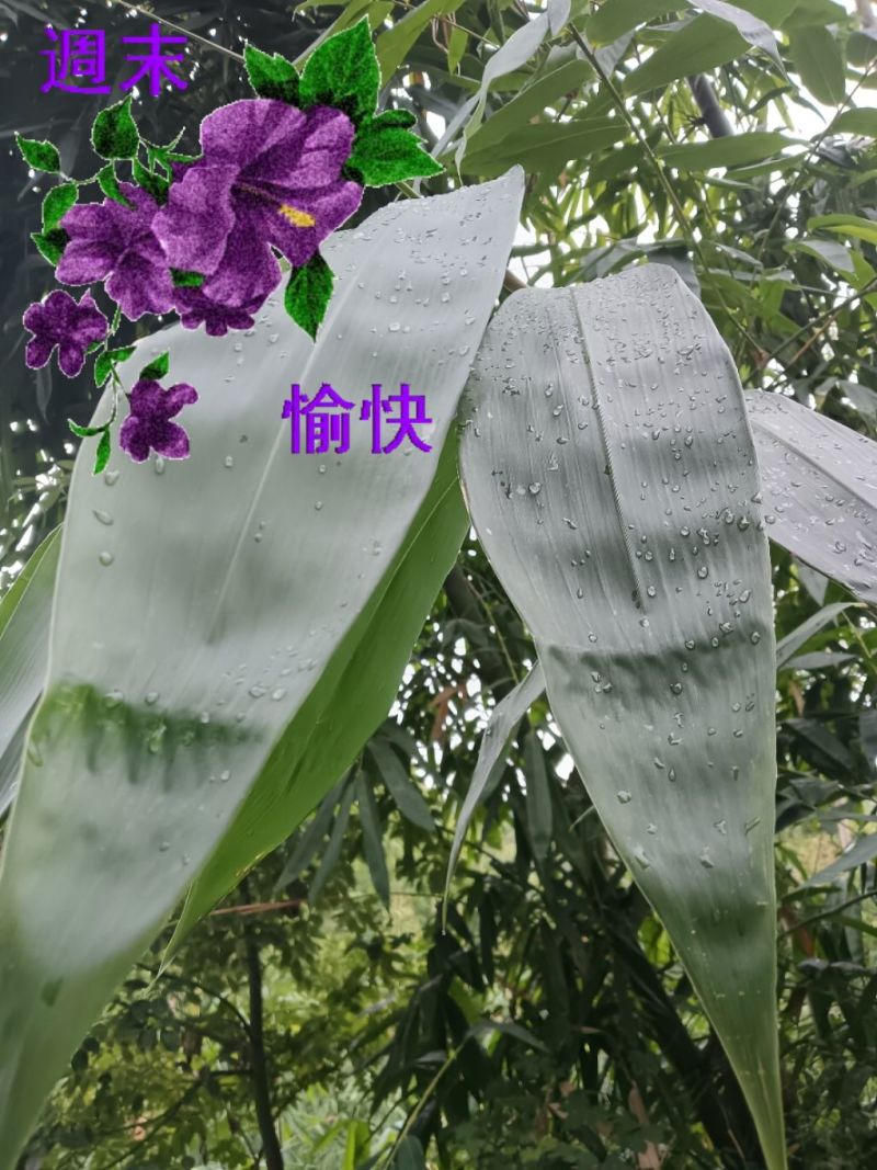野生一面青新鲜粽叶