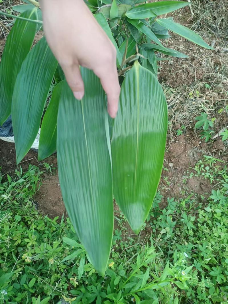 野生一面青新鲜粽叶