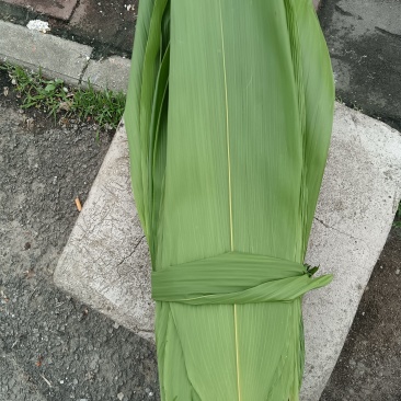 野生一面青新鲜粽叶
