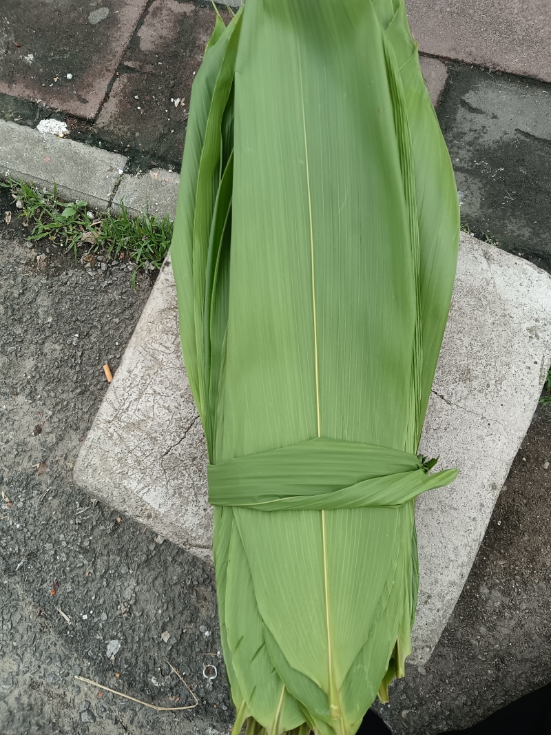 野生一面青新鲜粽叶