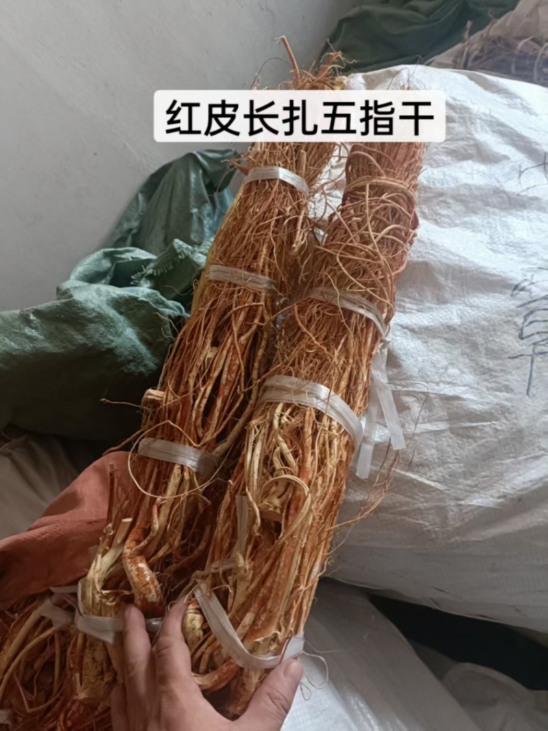 新鲜五指毛桃，长期供应，(珠三角早上发货下午到)