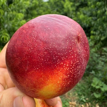 油桃，精品黄肉油桃直发产地，口感特甜，皮毛发亮对接电商