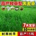进口黑麦草种子四季常青四季鸡鸭牛羊鱼高产多年生耐寒牧草种