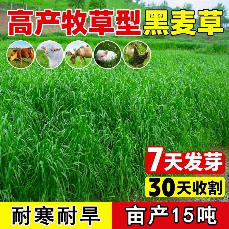 进口黑麦草种子四季常青四季鸡鸭牛羊鱼高产多年生耐寒牧草种
