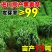 进口黑麦草种子四季常青四季鸡鸭牛羊鱼高产多年生耐寒牧草种