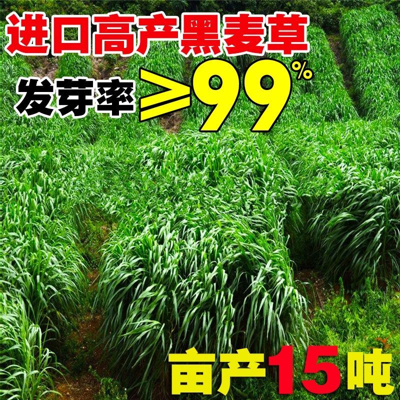 进口黑麦草种子四季常青四季鸡鸭牛羊鱼高产多年生耐寒牧草种