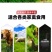 进口黑麦草种子四季常青四季鸡鸭牛羊鱼高产多年生耐寒牧草种