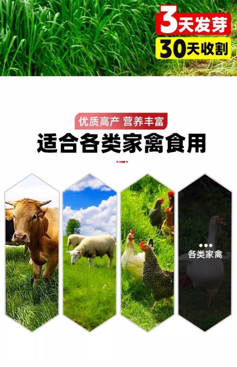 进口黑麦草种子四季常青四季鸡鸭牛羊鱼高产多年生耐寒牧草种