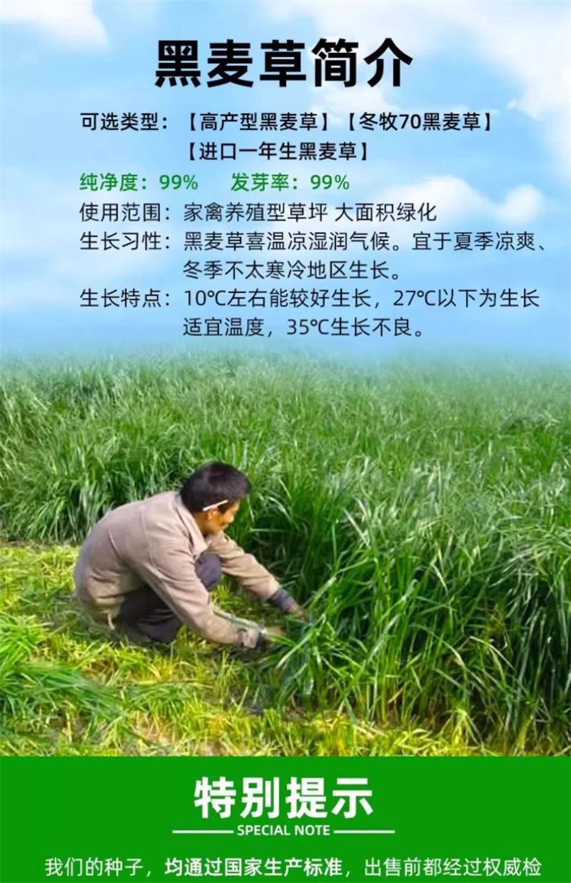 进口黑麦草种子四季常青四季鸡鸭牛羊鱼高产多年生耐寒牧草种