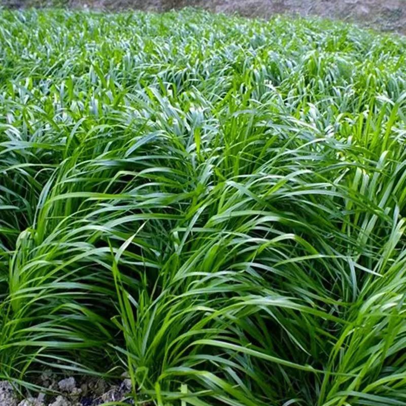 进口黑麦草种子四季常青四季鸡鸭牛羊鱼高产多年生耐寒牧草种