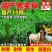 进口黑麦草种子四季常青四季鸡鸭牛羊鱼高产多年生耐寒牧草种