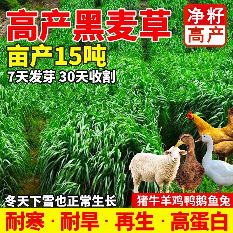 进口黑麦草种子四季常青四季鸡鸭牛羊鱼高产多年生耐寒牧草种