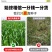 进口黑麦草种子四季常青四季鸡鸭牛羊鱼高产多年生耐寒牧草种