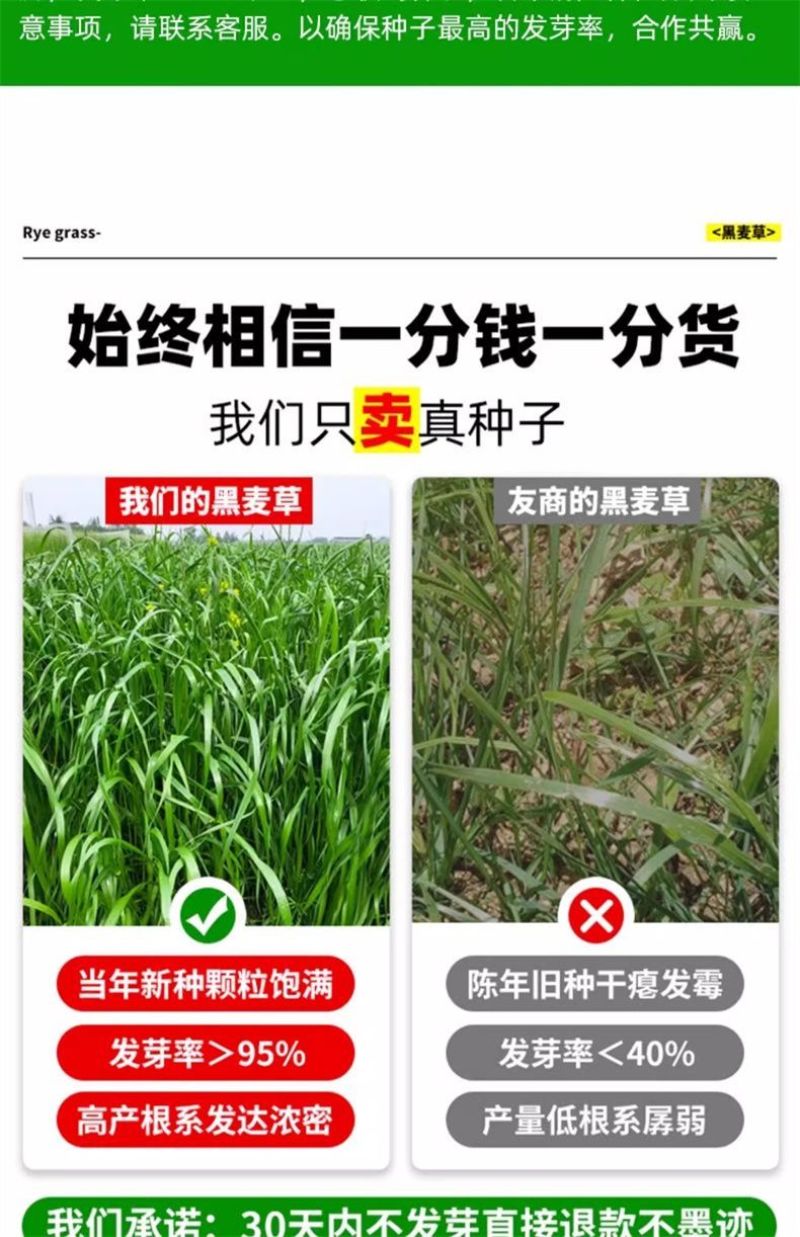 进口黑麦草种子四季常青四季鸡鸭牛羊鱼高产多年生耐寒牧草种