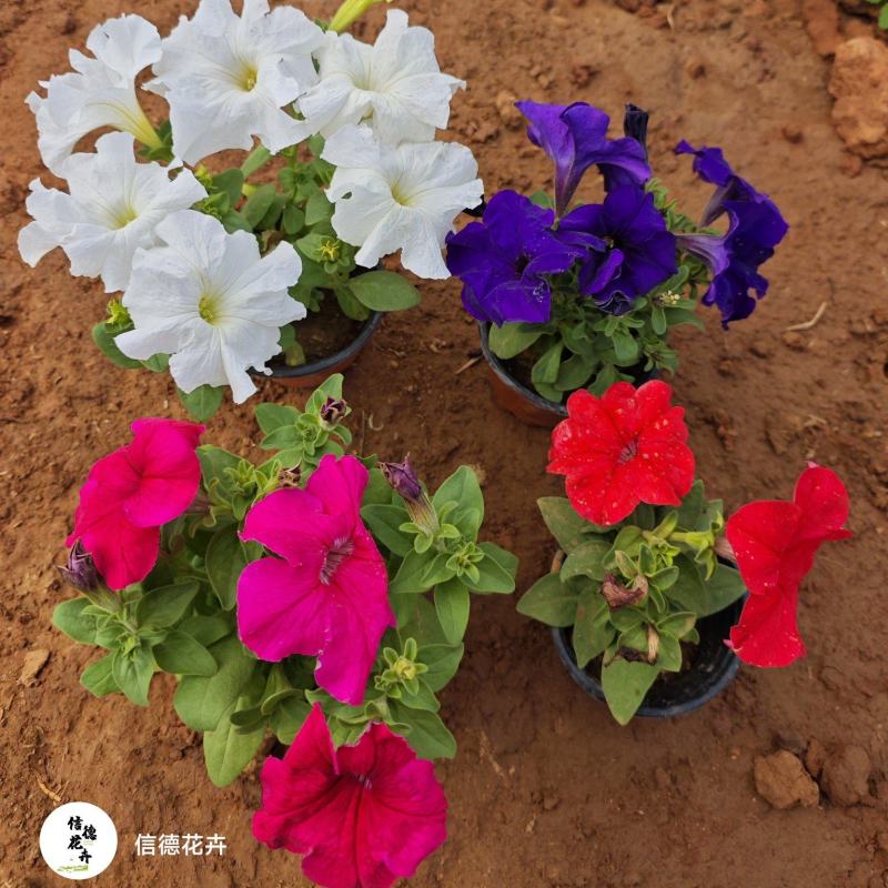 矮牵牛，规格齐全，花色多样，一手货源，大量有货，基地直发