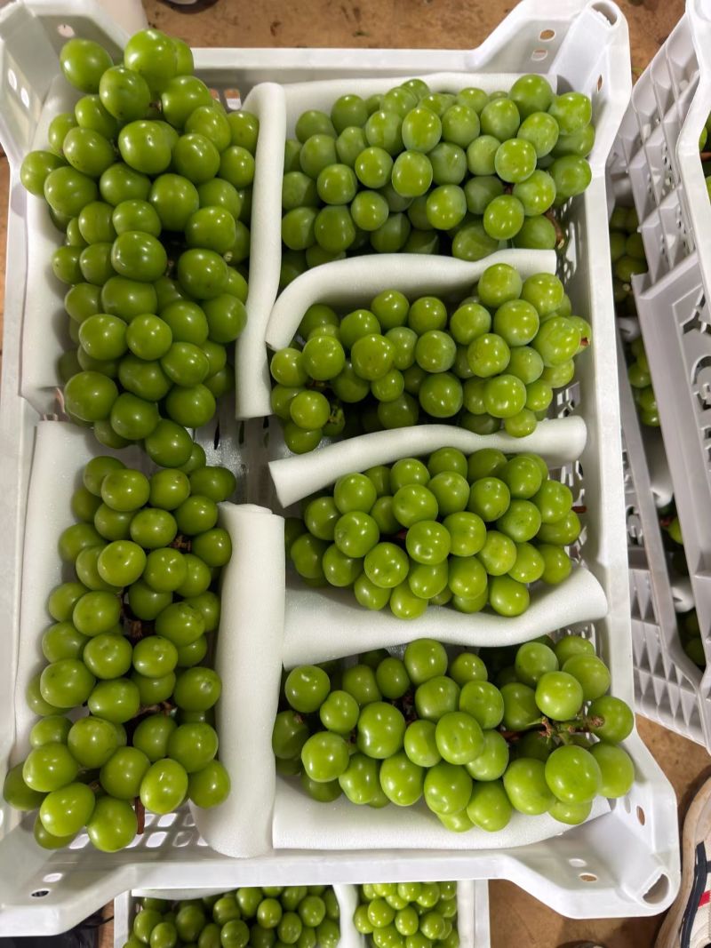 云南阳光玫瑰精品电商货整车发货