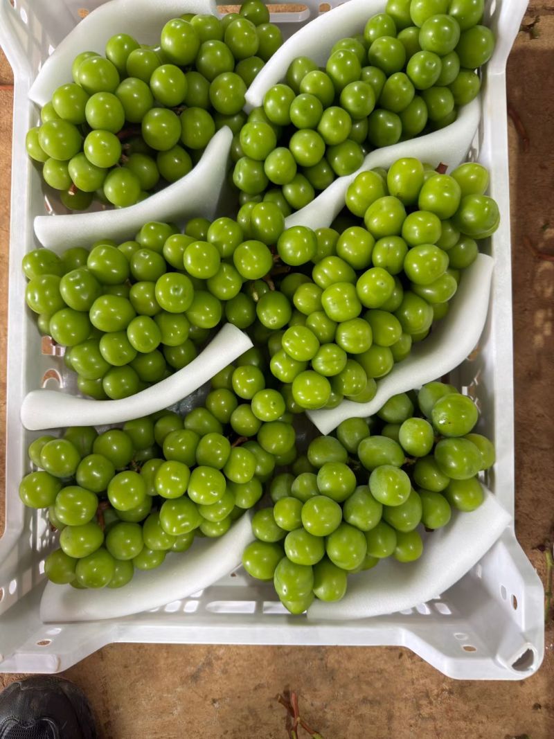 云南阳光玫瑰精品电商货整车发货