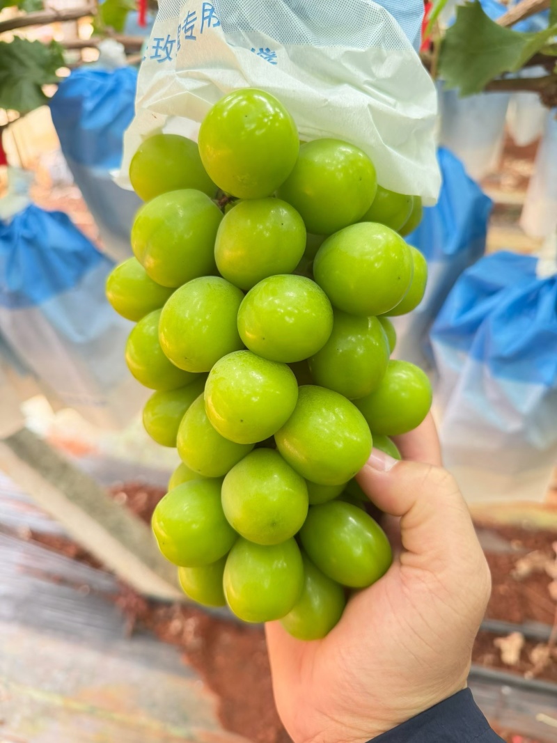 云南阳光玫瑰精品电商货整车发货