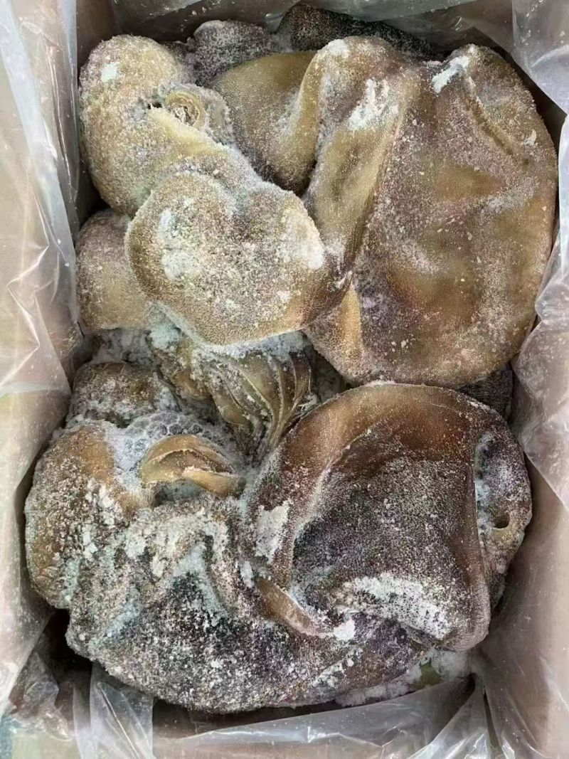 羊毛肚
