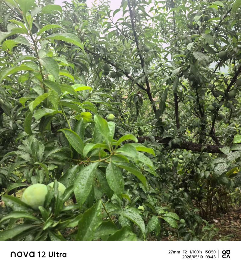 贵州贞丰四月李青脆李脱骨李电商，市场量大走货供应链