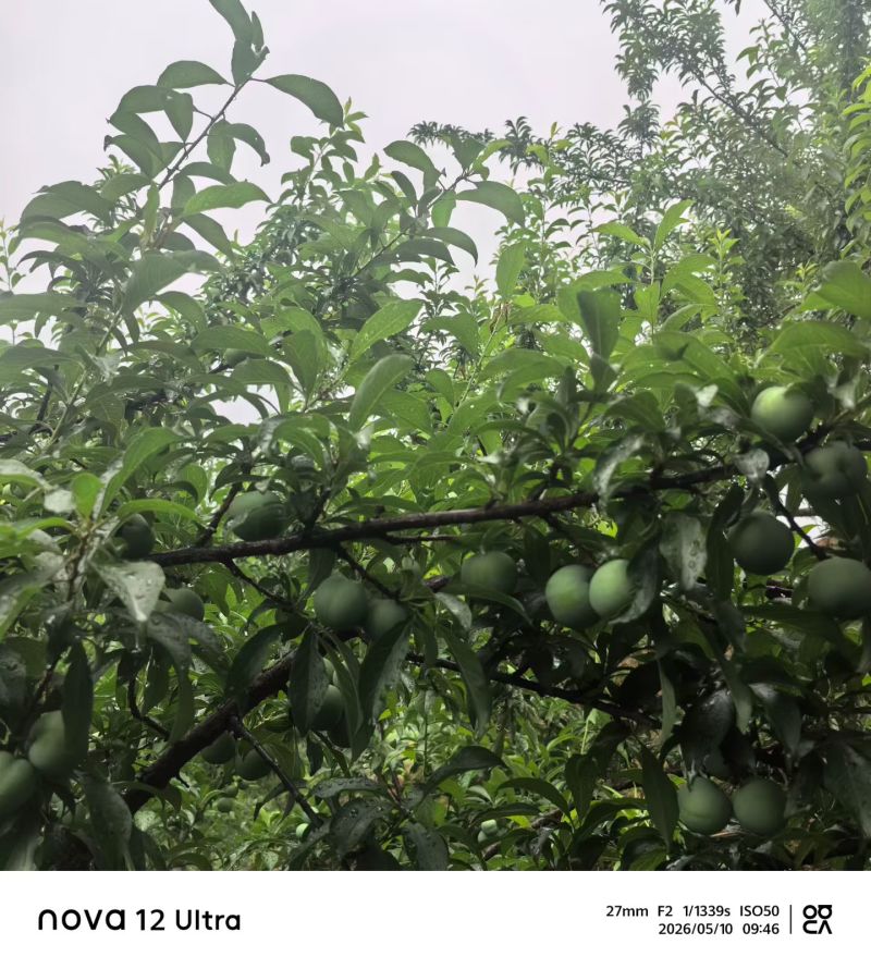 贵州贞丰四月李青脆李脱骨李电商，市场量大走货供应链