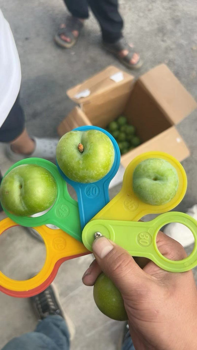 贵州贞丰四月李青脆李脱骨李电商，市场量大走货供应链
