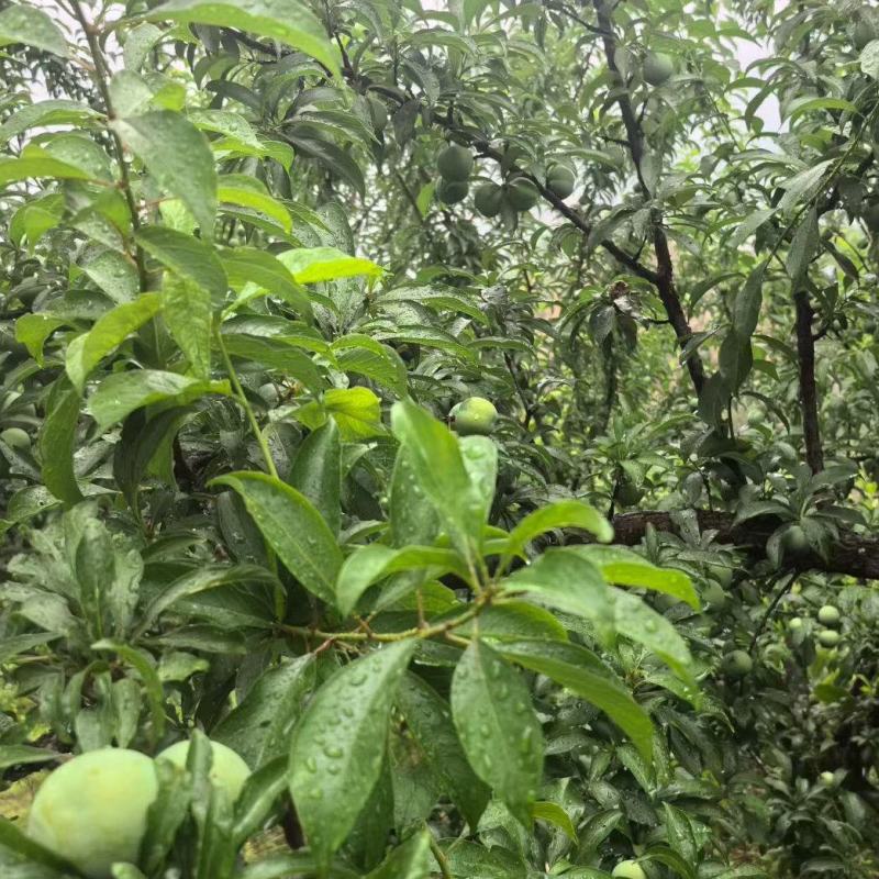 贵州贞丰四月李青脆李脱骨李电商，市场量大走货供应链