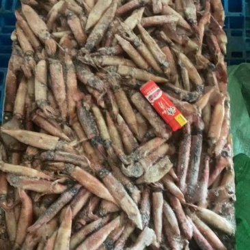 海南小鱿鱼50克左