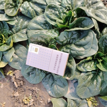 精品趴地波菜