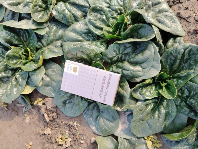 精品趴地波菜