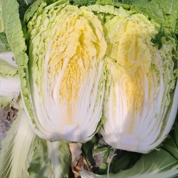 黄心白菜