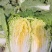 黄心白菜