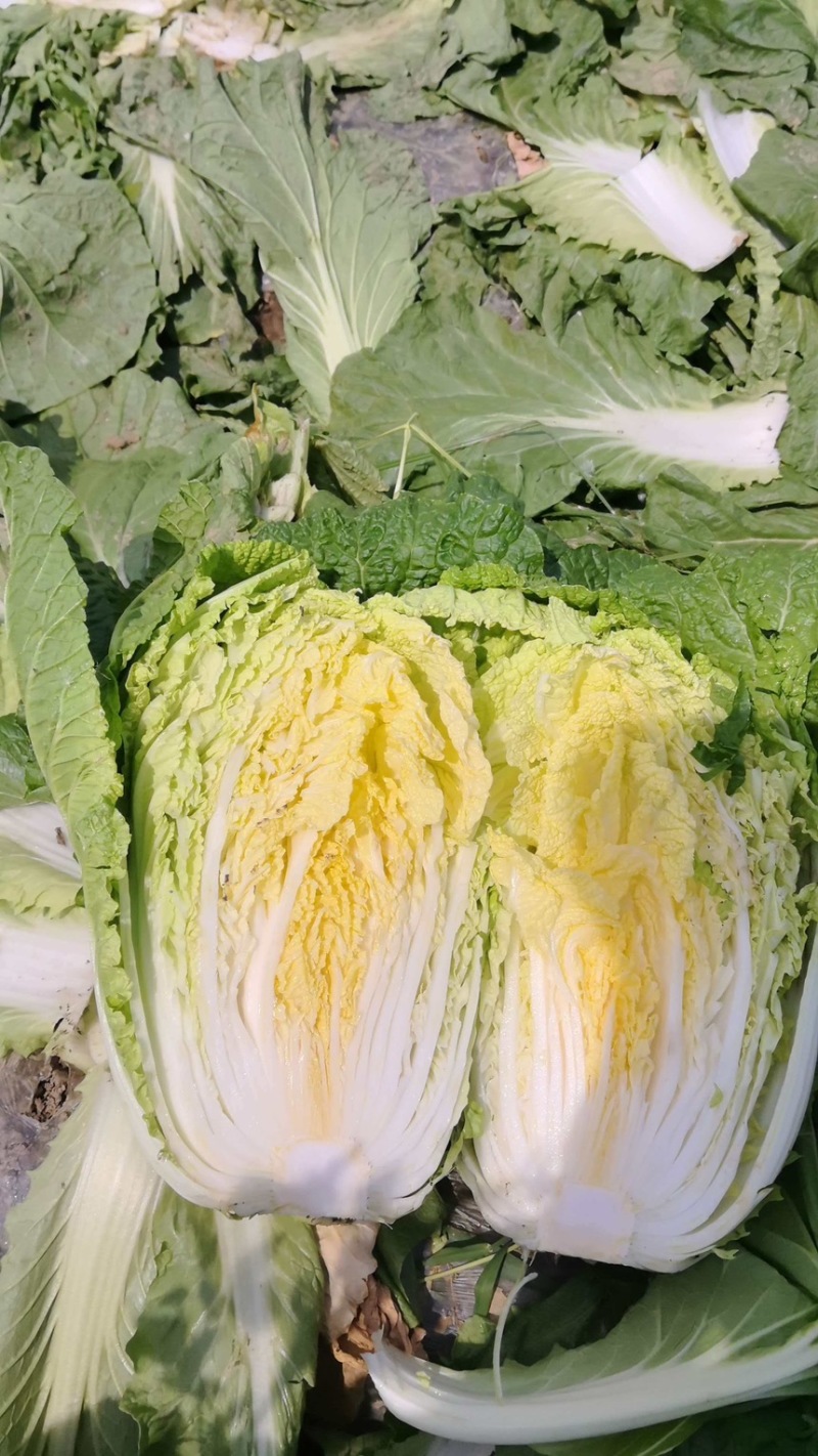 黄心白菜